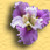 :iconvioletjuliet: