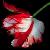 :iconviolets-and-roses: