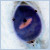 :iconviolett-rabbit: