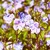 :iconviolette-box: