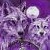 :iconvioletwolfovate: