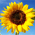 :iconviolgfx: