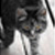 :iconviper213: