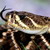 :iconvipera-lebetina: