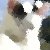 :iconvira-skyla: