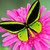 :iconvirgodiamondgirl: