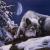 :iconviridian-fox: