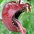 :iconvirus-tor: