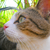 :iconvirusduloup: