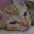 :iconvirusthewolf:
