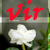 :iconviruzgubrag: