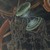 :iconvisviridis: