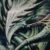 :iconvitalvid: