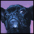 :iconvitordealencar: