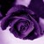 :iconvivaciousviolet:
