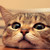 :iconvivid-red: