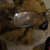 :iconvividreform: