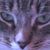 :iconvixen-dreams-xo:
