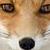 :iconvixeneyes: