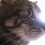:iconvlyke615: