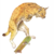 :iconvlynx: