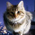 vodka93 :iconvodka93: