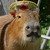 :iconvoldrune: