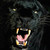 :iconvolitio: