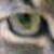:iconvolquinna: