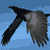 :iconvon-crow: