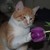:iconvondie11: