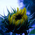 :iconvoodoo-susie: