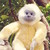 :iconvoracioussketching: