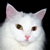 :iconvorrr:
