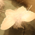 :iconvorstblanc: