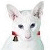 :iconvox-mogget: