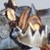 :iconvoxtia: