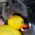 :iconvoyse: