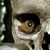 :iconvoytek666:
