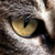 :iconvstucker: