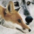:iconvulpecula-et-lupus: