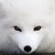 :iconvulpos: