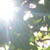 :iconw-ee-a: