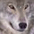 :iconw-f-g: