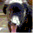 :iconw-i-gatti: