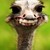 :iconwaffleplatypus: