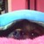 :iconwafflesiswatchingyou: