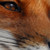 :iconwagooshgiizhigad: