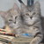 :iconwaif-stock: