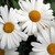 :iconwakeupdaisy: